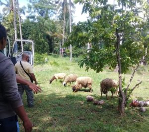 Besigan eyes stricter rules on roaming livestock