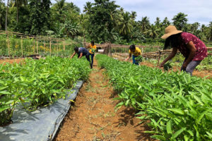 Siargao mayor wants communal gardens