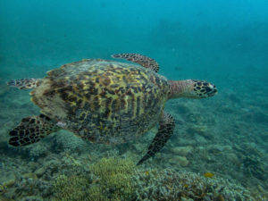 Covid-19 lockdown a boon for turtles in Sarangani