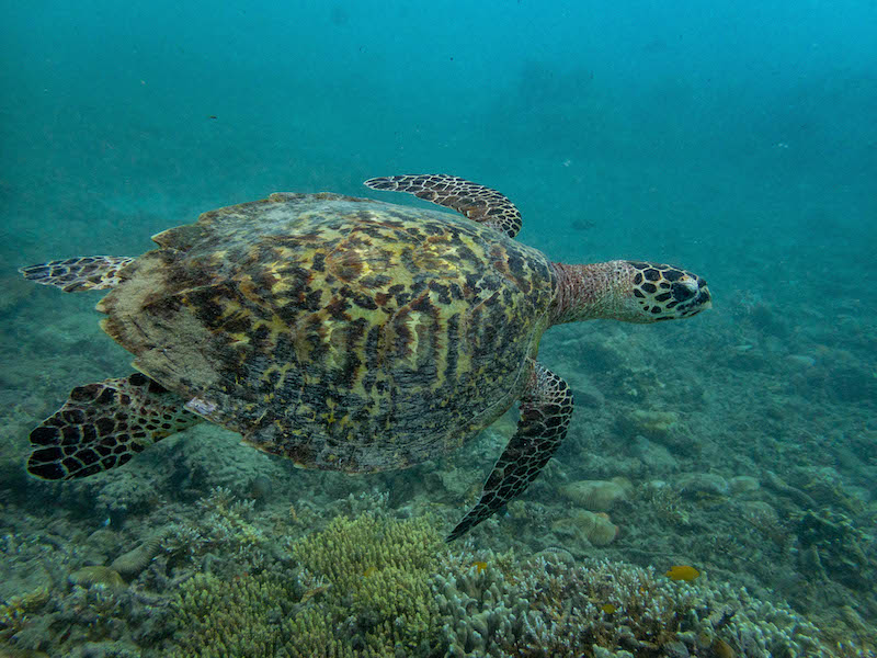 Covid-19 lockdown a boon for turtles in Sarangani