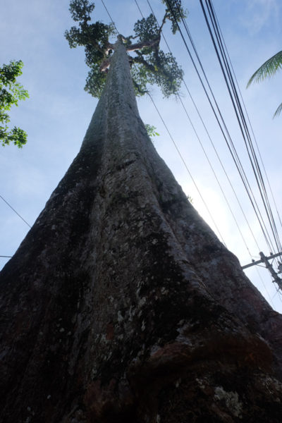 Endangered centuries-old Toog tree brings back nostalgia to residents