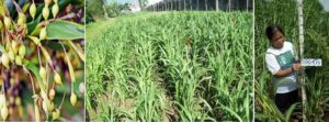 DA-10: growing 'Adlai' boosts farmers, ex-rebels' wages, helps hunger-free