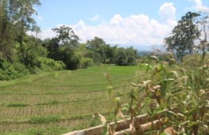 Agri dept, Camiguin govt step up livelihood aid to farmers, locals