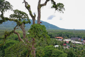 300-year-old Toog tree is well, experts say