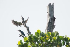 Cleanergy Park cited as birdwatching haven