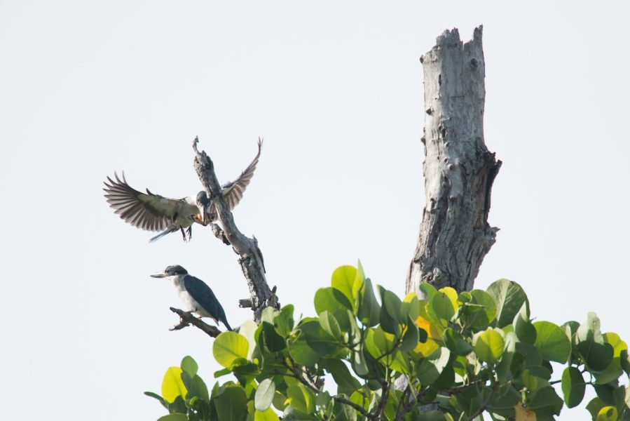 Cleanergy Park cited as birdwatching haven