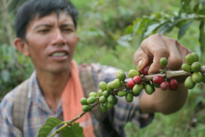 Mindanao coffee beans to be sold on Amazon