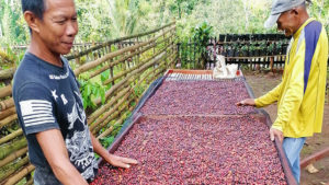 Maguindanao’s Upi coffee wins silver award in Paris competition