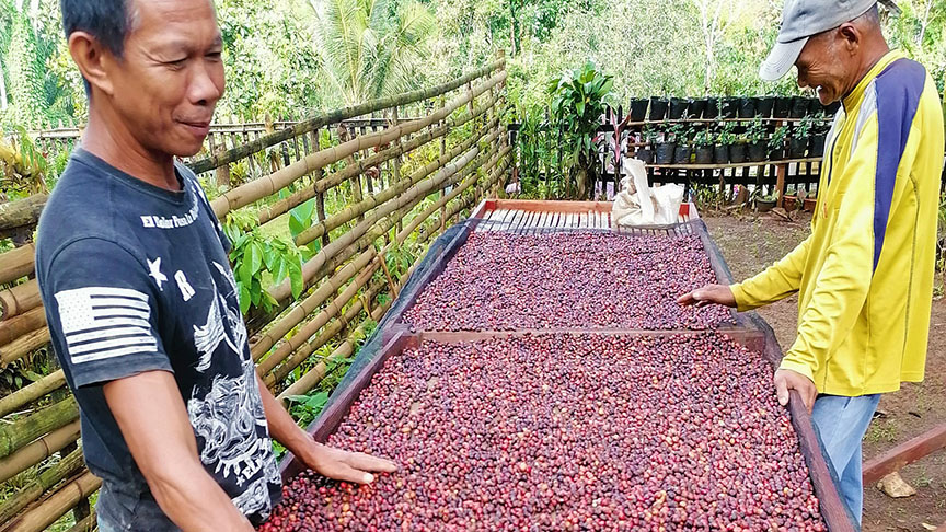 Maguindanao’s Upi coffee wins silver award in Paris competition