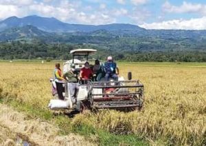 DA-10 ups farm yields; hybrid rice seen to achieve the target