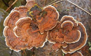 Healing benefits of the Yun-zhi mushroom
