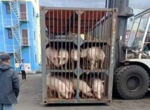Norminhog ships 1,970 heads to Luzon; DA-10 ups alert vs. ASF