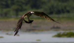 ‘Raptor boy’ shows it takes a village to protect a migration route