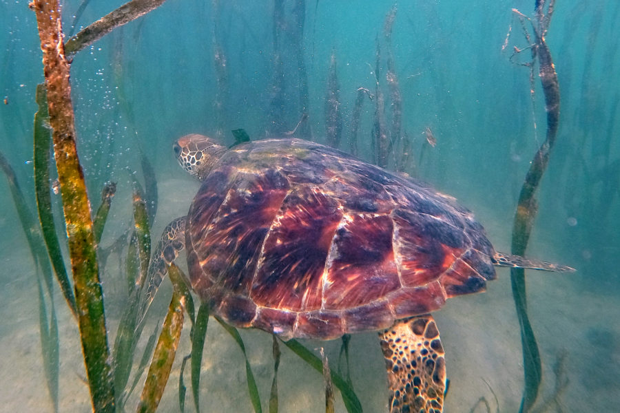 Sea turtles thriving in Siargao amid pandemic