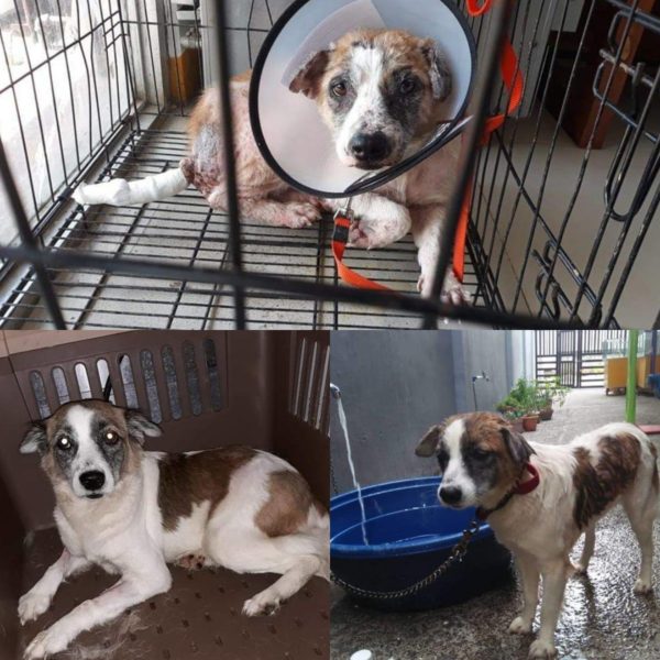 PAWS In Action Inc.: "Let us make this world a little heaven for both humans and animals"