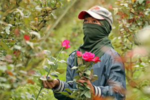 Rose farmers hope to recover sales on Valentine’s Day