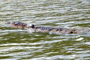 A new hope for crocodile conservation