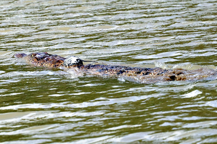 A new hope for crocodile conservation