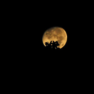 Moonglow