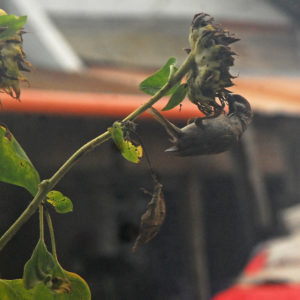 Photo essay: Birds