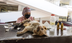 XU spays, neuters stray cats