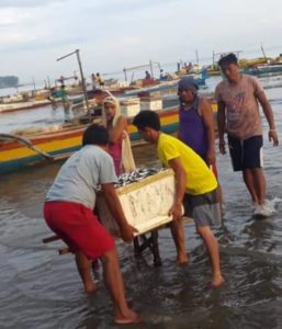 Abundant catch of sardinesdelights Bonbon fisherfolk
