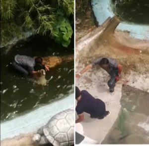 Grandpa bit by croc