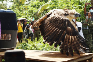Rescued PH eagle returns home