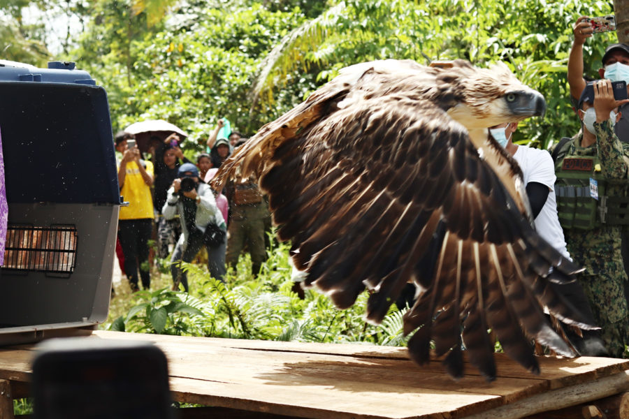 Rescued PH eagle returns home