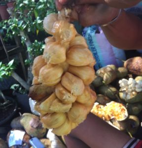 A rare ‘Cempedak’ fruit, now in eco-farm tourism site in M’nao