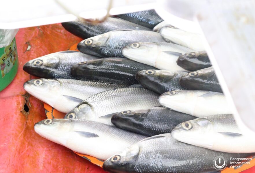 Barmm still country's top fish producer, PSA says