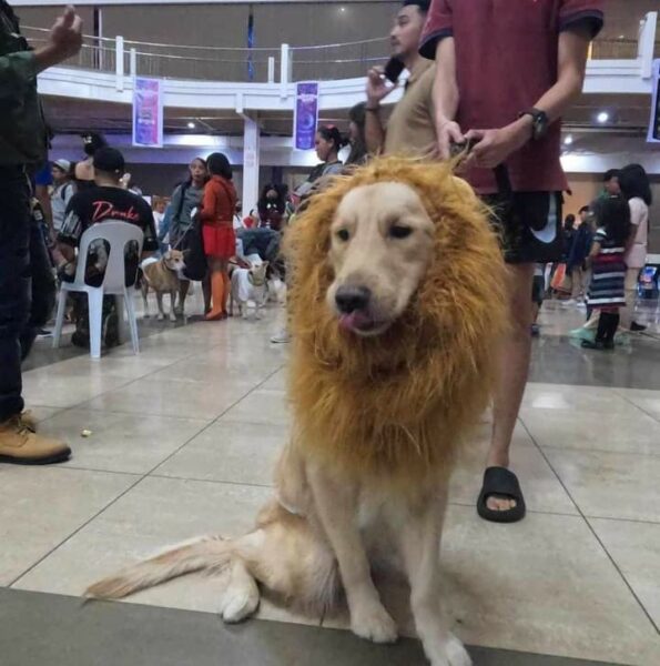 klarex champions Oro's first-ever-Higalaay dog day