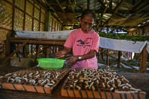 Silkworm farming creates jobs for women in Oro