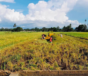 MisOcc breaches 2023 rice harvest target by 1MT