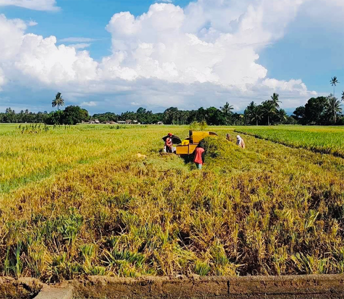 MisOcc breaches 2023 rice harvest target by 1MT