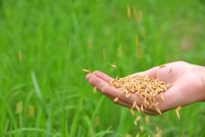Rice: The heartbeat of Filipino life and culture