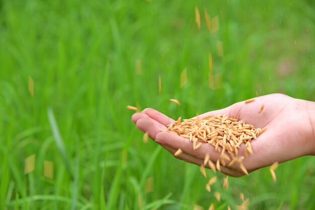 Rice: The heartbeat of Filipino life and culture