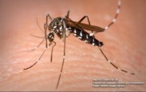 Dengue cases surge across Misor