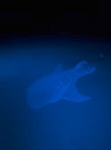 Whale shark sighting thrills tourists in Medina