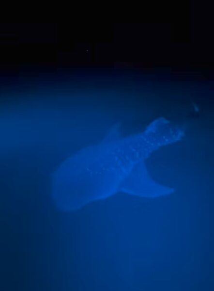 Whale shark sighting thrills tourists in Medina