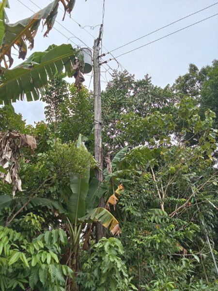 Power company urged to clear lines