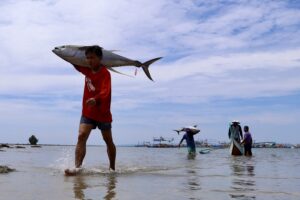 Tuna labor