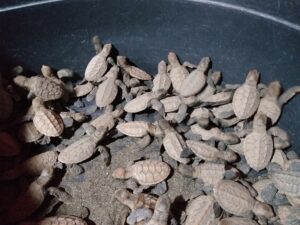 82 hawksbill turtles released in Misor