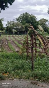 ST Uwan wipes out Nueva Ecija vegetable crops, farmers brace for price surge