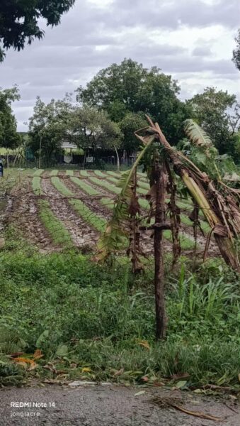 ST Uwan wipes out Nueva Ecija vegetable crops, farmers brace for price surge