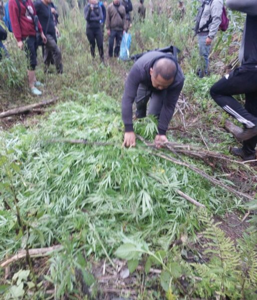 1,000 marijuana hills uprooted in Bukidnon raid
