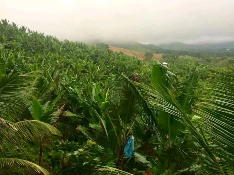 A wide scenic view of the cacao, coconut, and banana plantations at Uma ni Candi in Malaybalay City, Bukidnon.