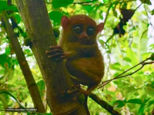 A juvenile male Mindanao tarsier, nicknamed Datu a Mangoda sa Kalasan, is released into the wild within the Piyapayungan Mountain Range by BARMM environment officials.