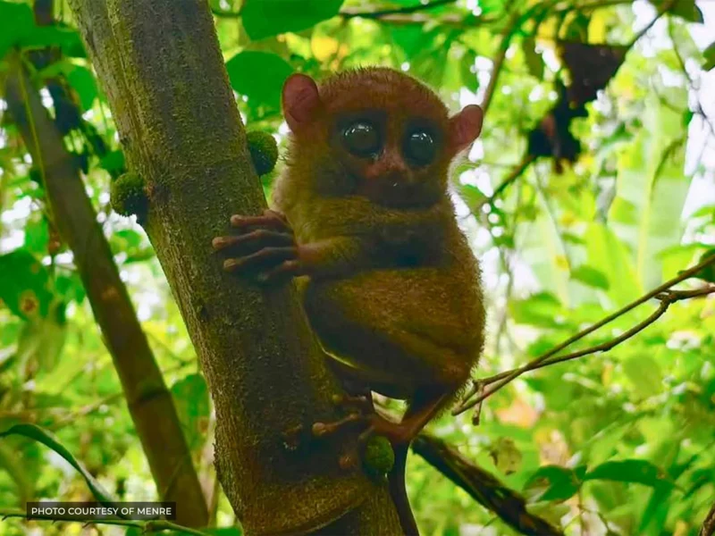 A juvenile male Mindanao tarsier, nicknamed Datu a Mangoda sa Kalasan, is released into the wild within the Piyapayungan Mountain Range by BARMM environment officials.