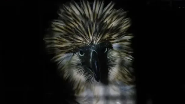 A heartbreaking setback for wildlife conservation. Despite fighting hard and showing encouraging signs of recovery from her rescue wounds, the national bird Sawaga-Dalwangan has suddenly passed away, sparking fresh calls to end wildlife poaching. (Photo Courtesy of the Philippine Eagle Foundation)